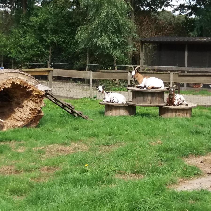 Safaritent De Berghoeve Ruinen Bagian luar foto